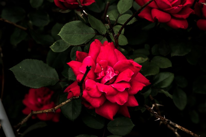 red roses and green leaves blooming in a flower bush outside, blooming rose bush 4k