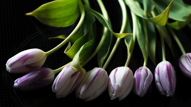 tulip flower blossom and plant 4k