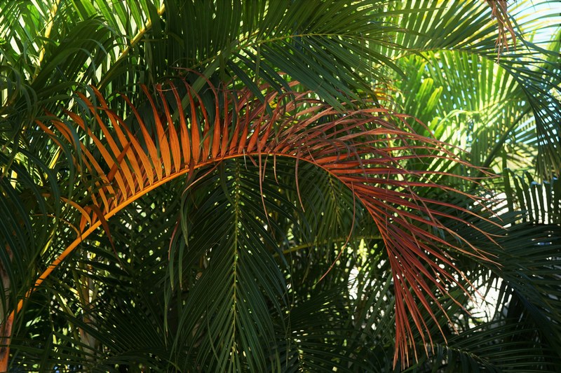 dying palm leaf 4k