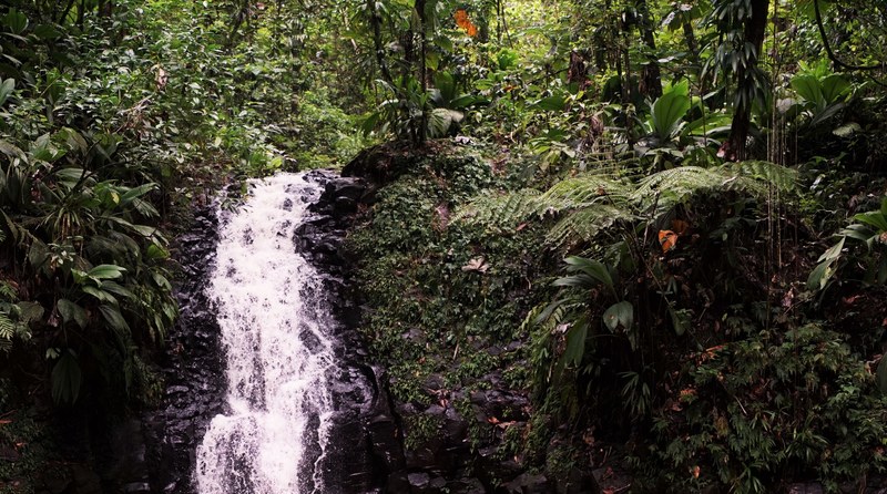 waterfall in jungle 4k
