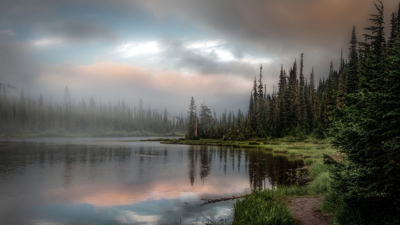 forest, lake, grass, spruce, 4k