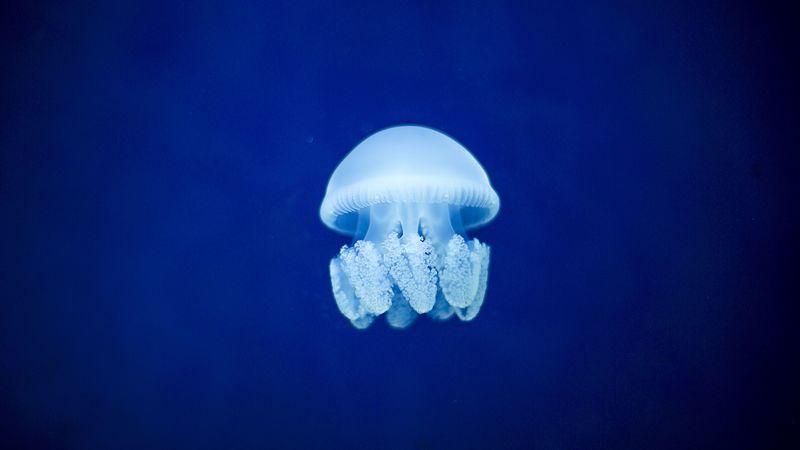 jellyfish, underwater world, blue, 4k
