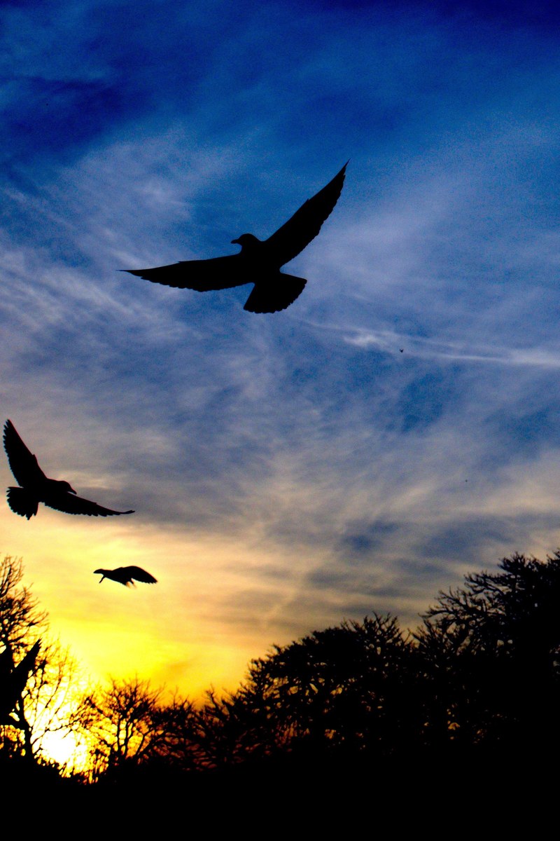 flight fly flying and bird hd, 4k