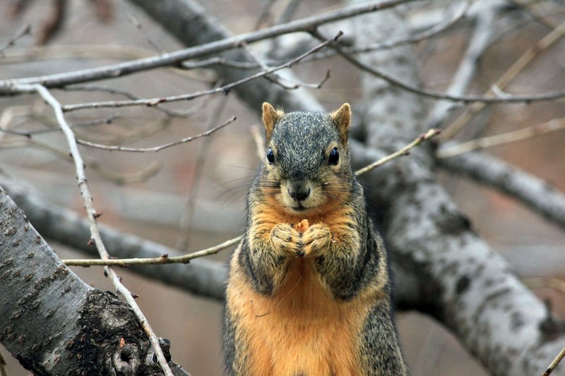 a close up of a squirrel nibbling on a walnut on a thick branch, squirrel with a walnut 4k