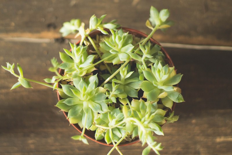 succulent plant leaf and botanical 4k