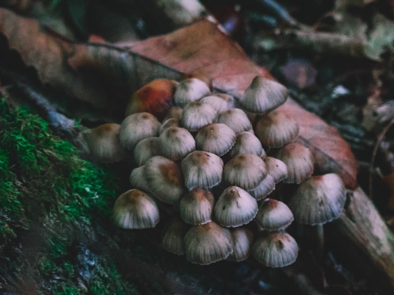wood mushroom tone and forest 4k