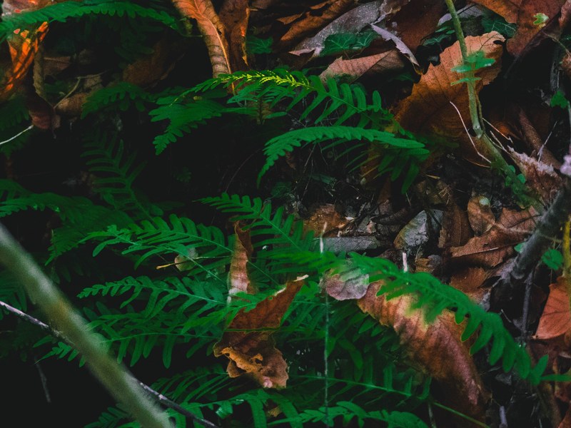 moody wood branch and forest 4k
