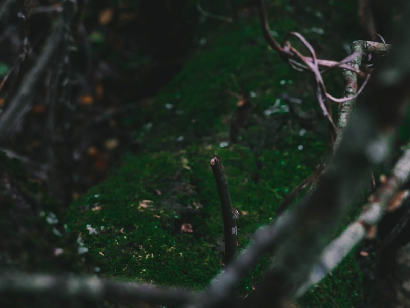 nature jungle focu and blacktone 4k