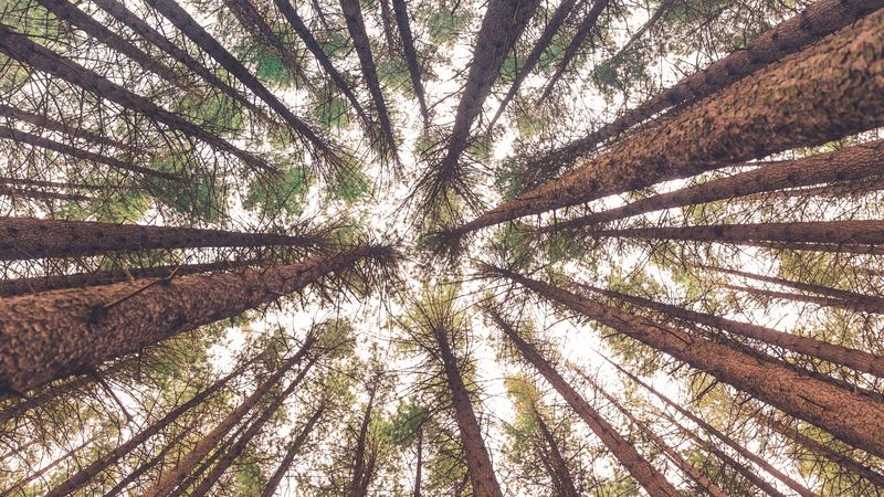 trees, bottom view, trunks, 4k