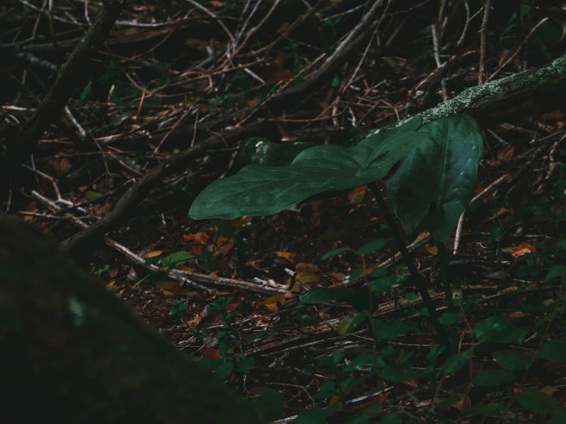 the jungle 4k