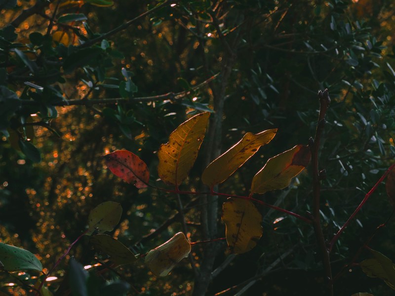 colors 4k