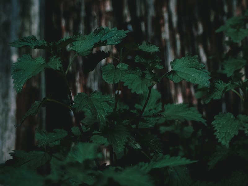 the nettle 4k