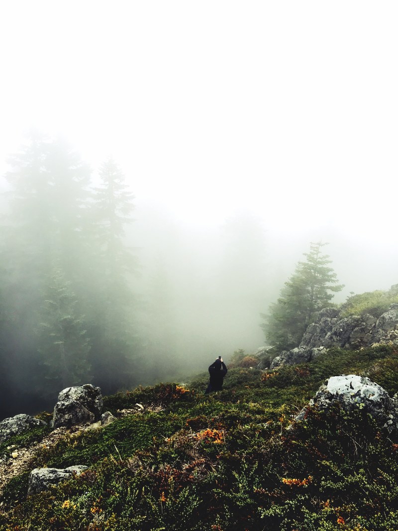moody fog pine and pnw hd, 4k