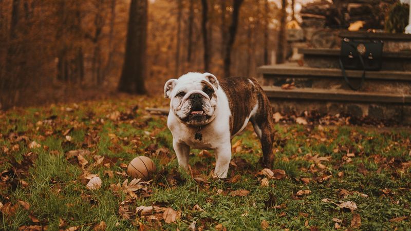 bulldog, muzzle, ball, autumn, grass, 4k