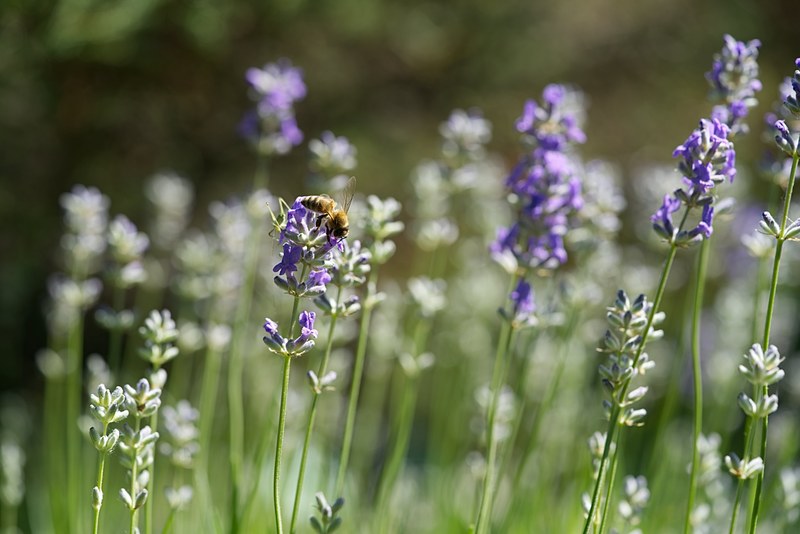 a bee gathering pollen on lavender flowers, worker bee on lavender 4k