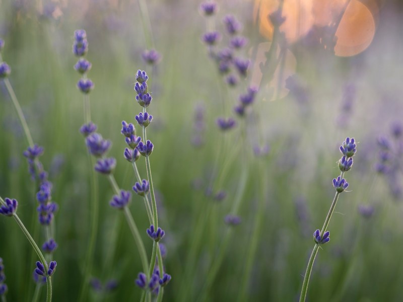 close up of lavender plants with bokeh effect in the background, lavender flowers up close 4k