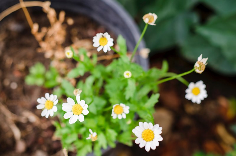 a top view of daisy flowers in a pot with leaves fading into the background, daisies in macro 4k