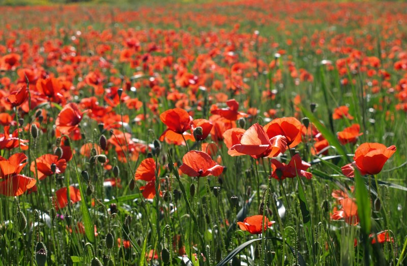 a meadow full of red poppy flowers on a sunny day, red poppy field 4k