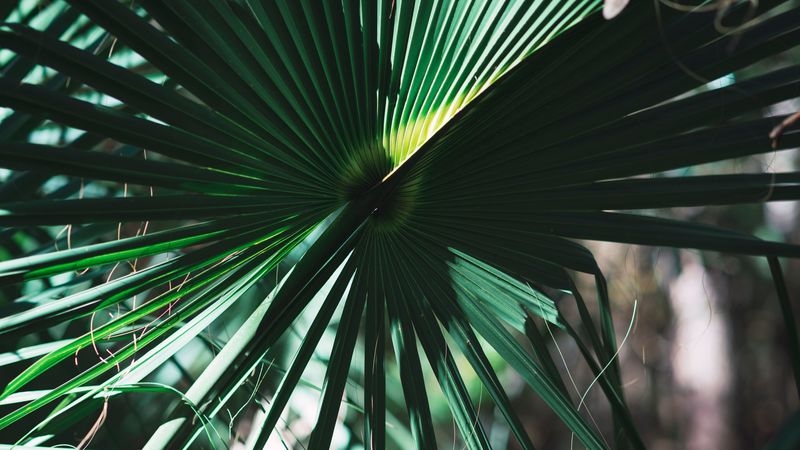 leaves, plant, green, shadow, 4k