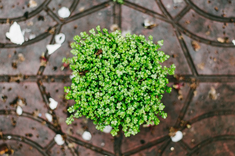 green leafy bouquet atop a stone patio outdoors, green plant 4k