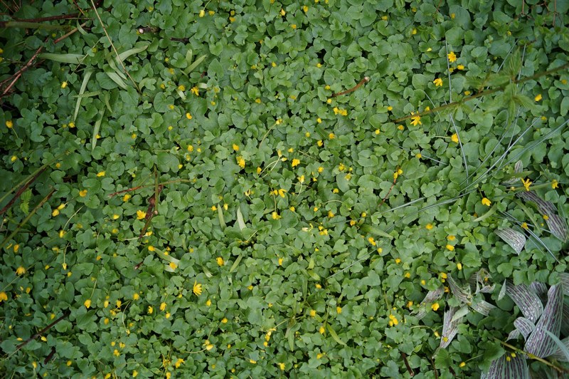 a top view of a patch of buttercup flowers, tiny yellow flowers on green 4k