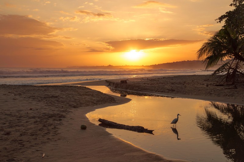 morning sand costa rica and palm 4k