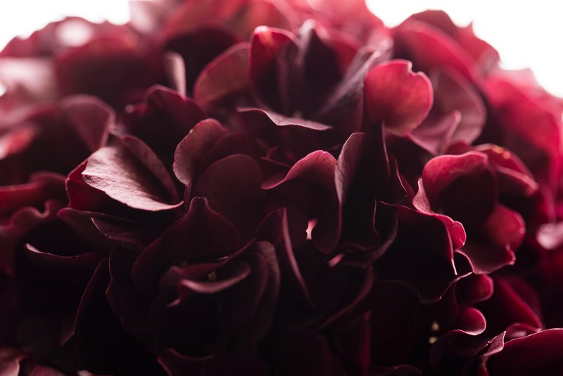 close up of cherry red hydrangea petals, red hydrangea flowers 4k
