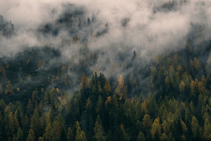 a forest of pine trees covered in mist and fog in the dolomites, foggy pine 4k