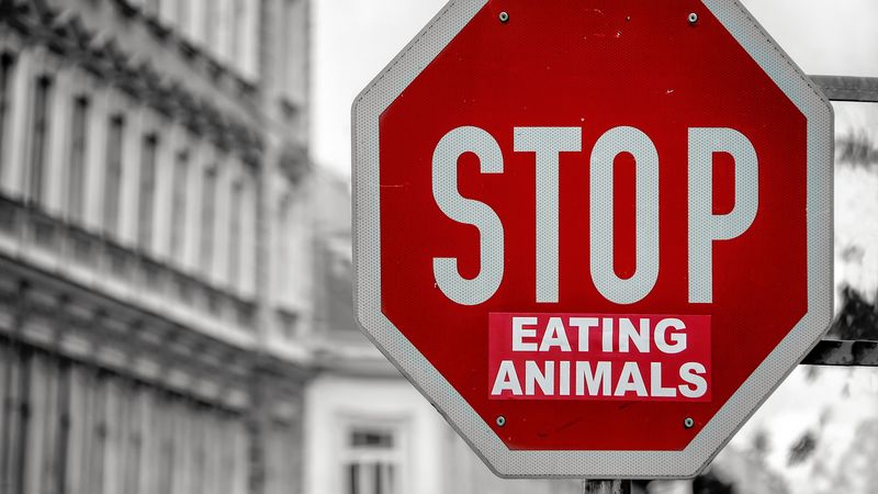 vegetarianism, vegan, inscription, motivation, 4k
