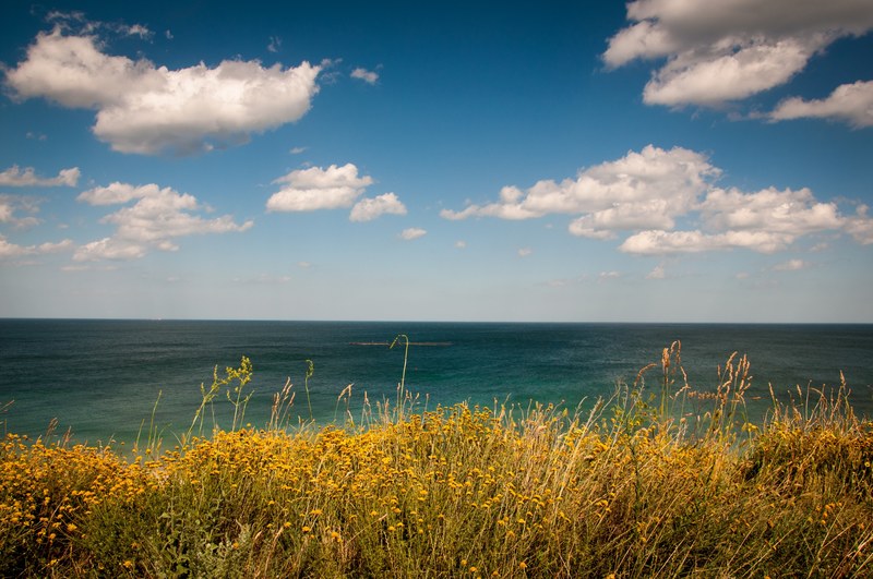 yellow flowered shrubs on the coast of a deep blue sea, clouds over grassy shore 4k