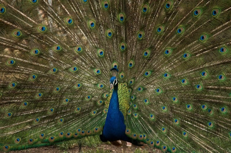colorful peacock displays its plumage for a mate, proud bird 4k