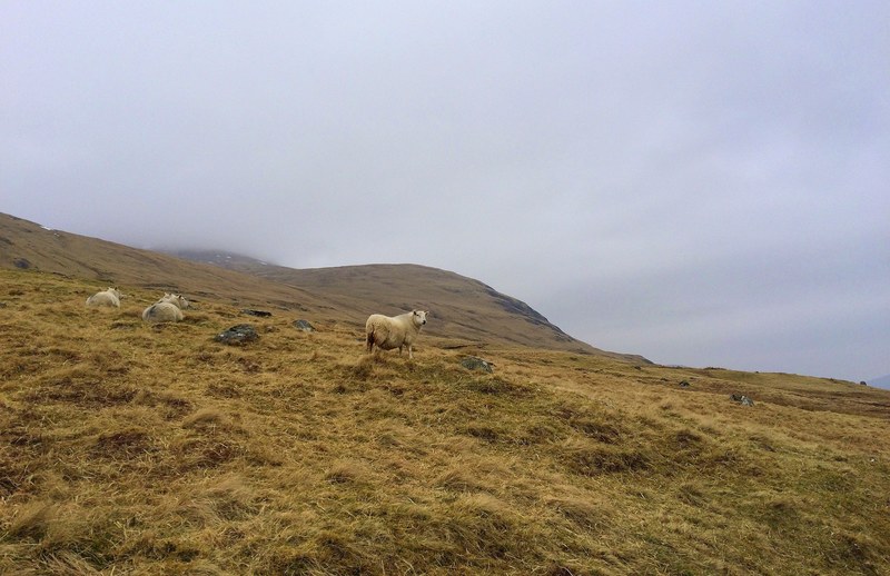 sheep graze in a grassy hillside on a foggy day, feeding in the fog 4k