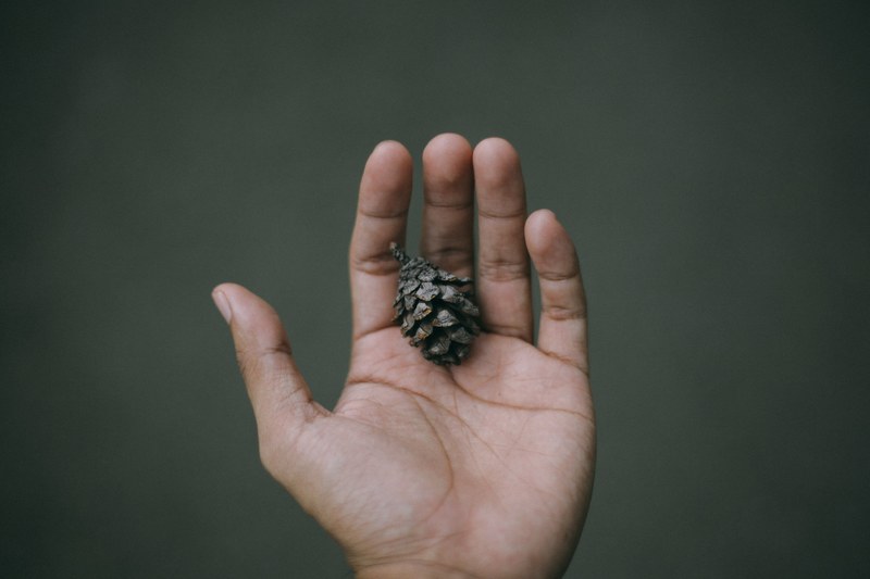 hand finger pinecone and holding 4k