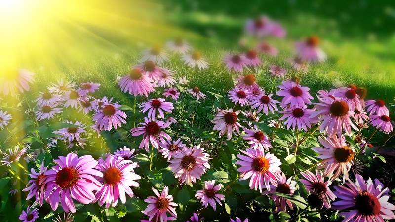 bright sun shining on a patch of pink flowers, beautiful pink flowers on a sunny day 4k