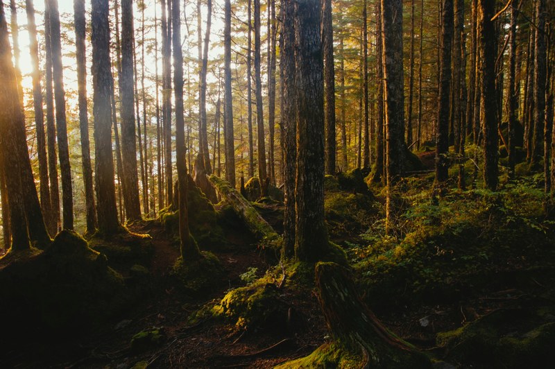 pacific pnw moss and forest 4k
