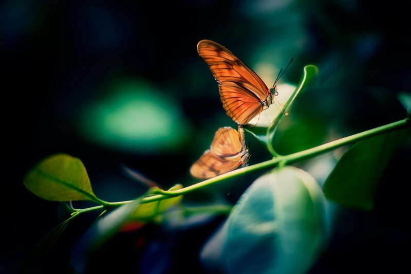 butterfly antenna leaf and wing 4k