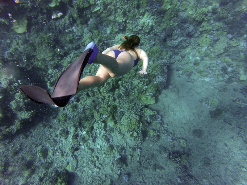 flipper diving coral and swimming 4k