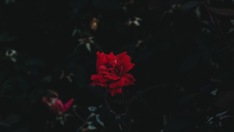 rose, bud, flower, dark background, 4k