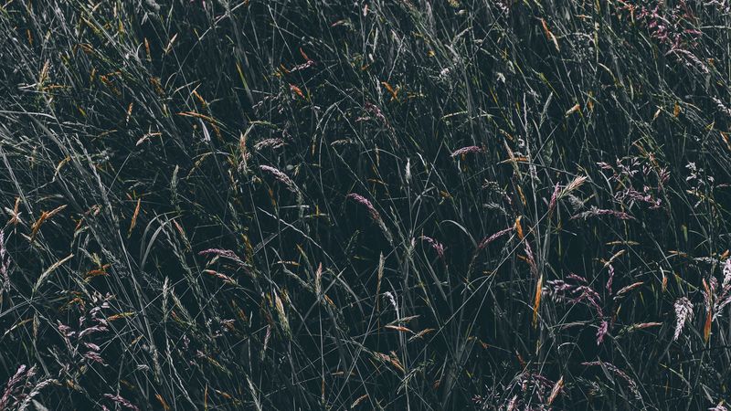 grass, vegetation, field, 4k