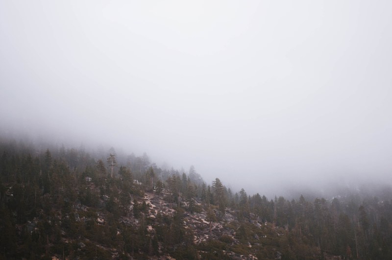 gray mist over a windswept forest near lake tahoe, mist over windswept trees 4k