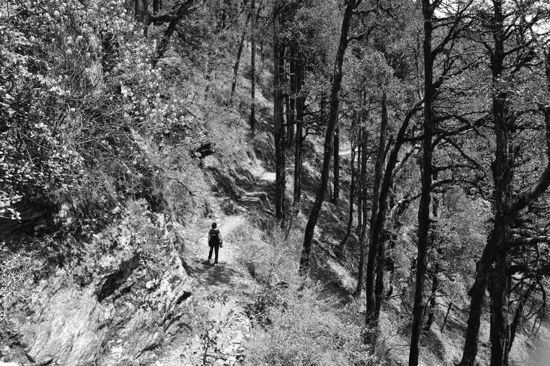 a black and white shot of a lone hiker standing on a dirt trail on a wooded slope, trail through the wilderness in black and white 4k