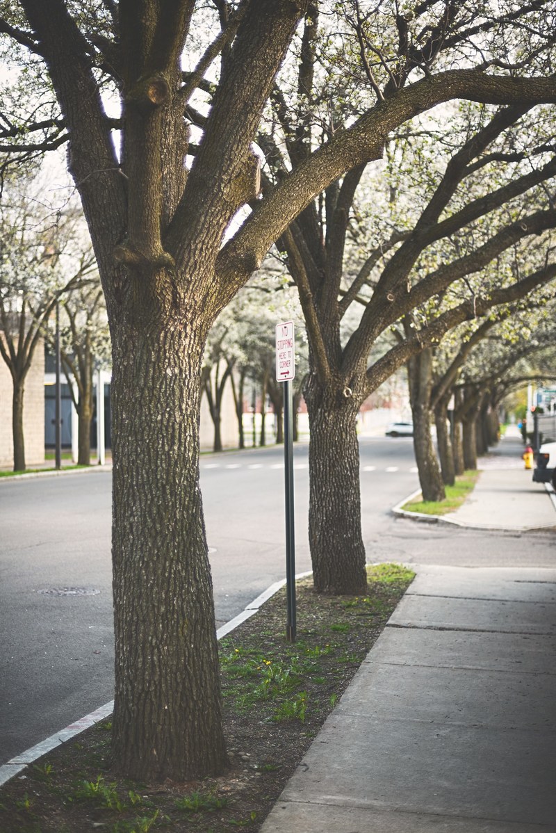 tree sidewalk street and pavement hd, 4k