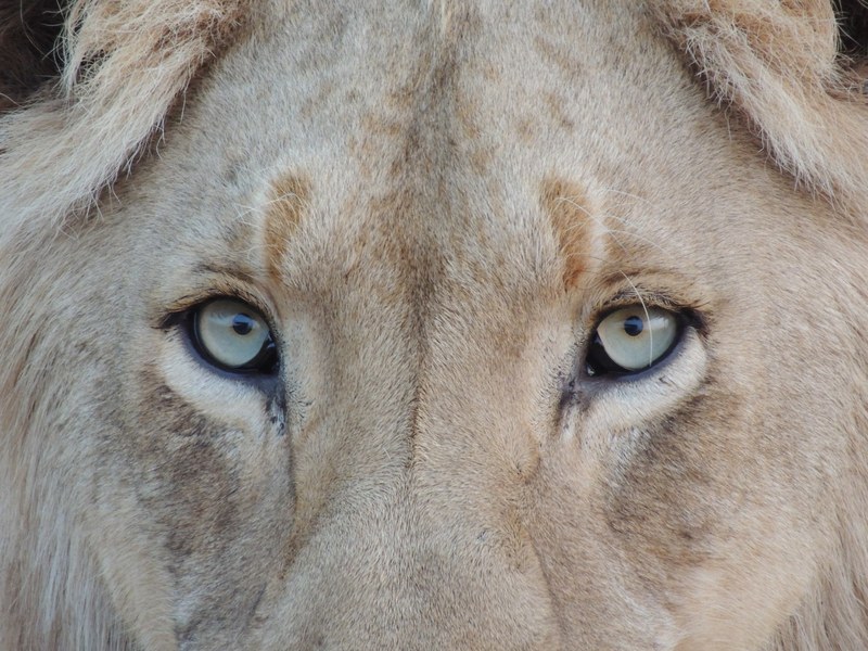 a close up of a lions eyes, it happend in a safari in krugger park 4k