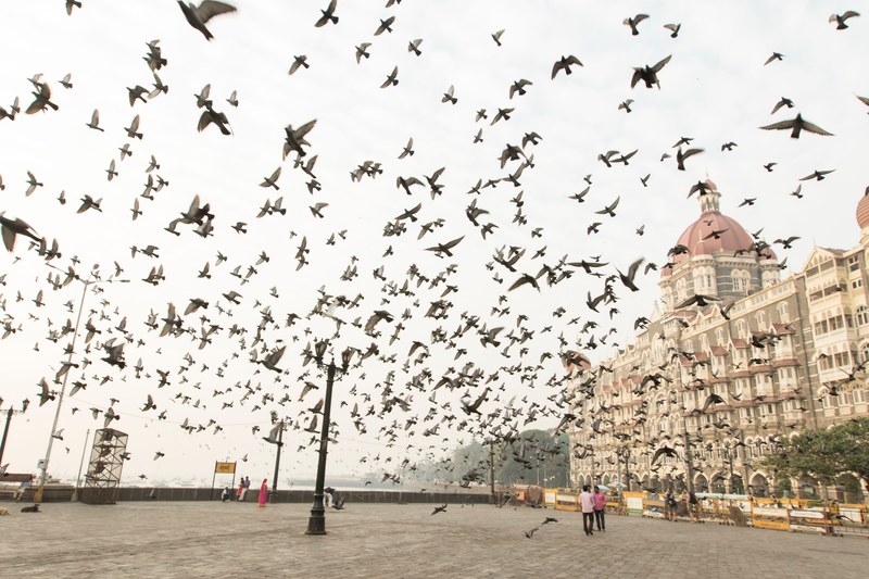 seaside mumbai taj and bird 4k