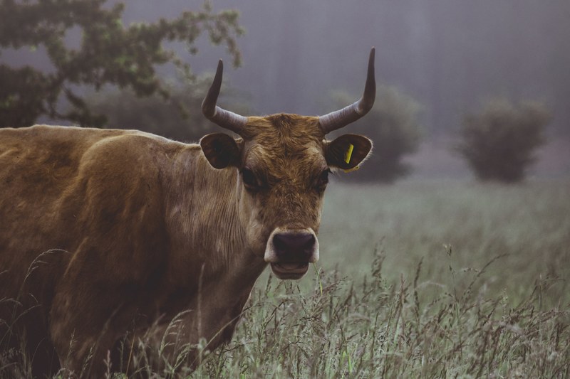 animal cow horn and field 4k