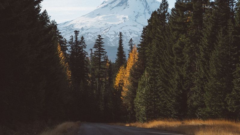 forest, mountains, road, 4k