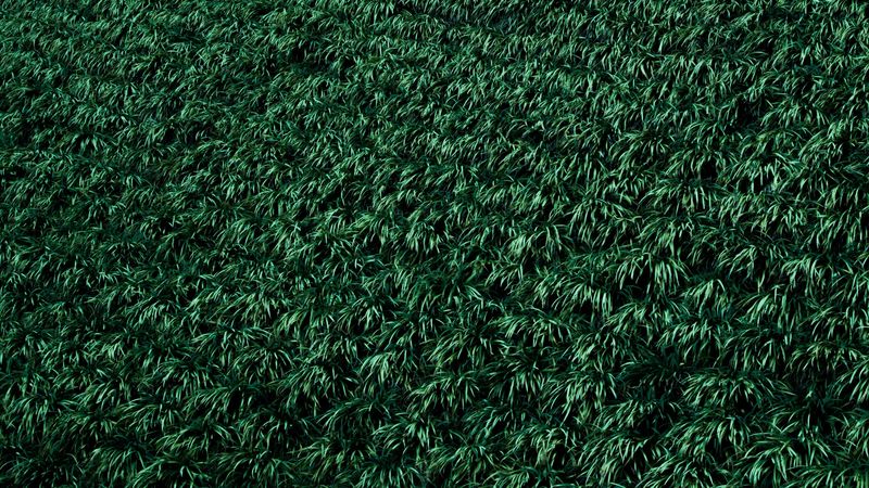 grass, lawn, plants, 4k