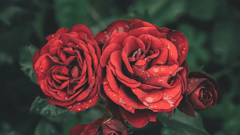 roses, drops, petals, buds, 4k