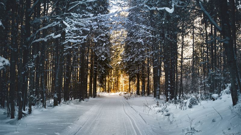 winter, snow, road, trees, 4k