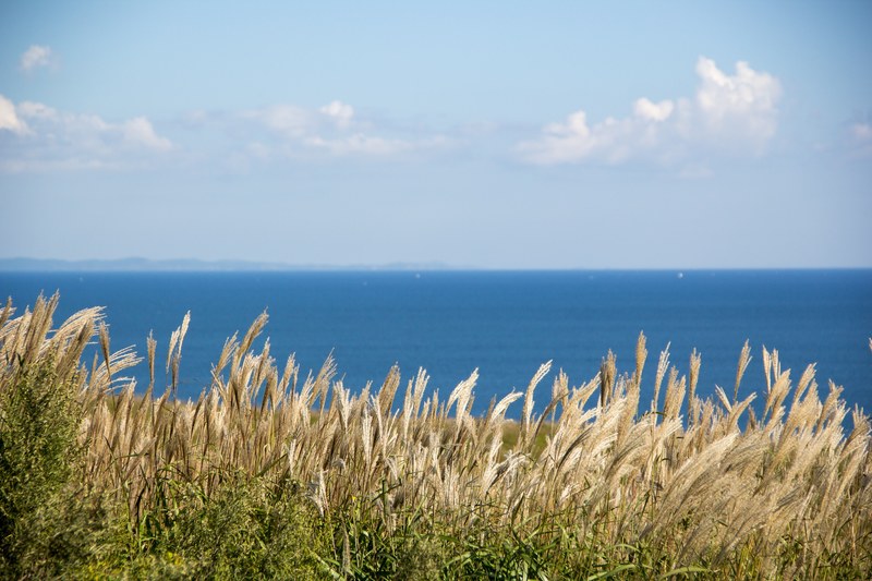 grass cloud seaside and sea 4k